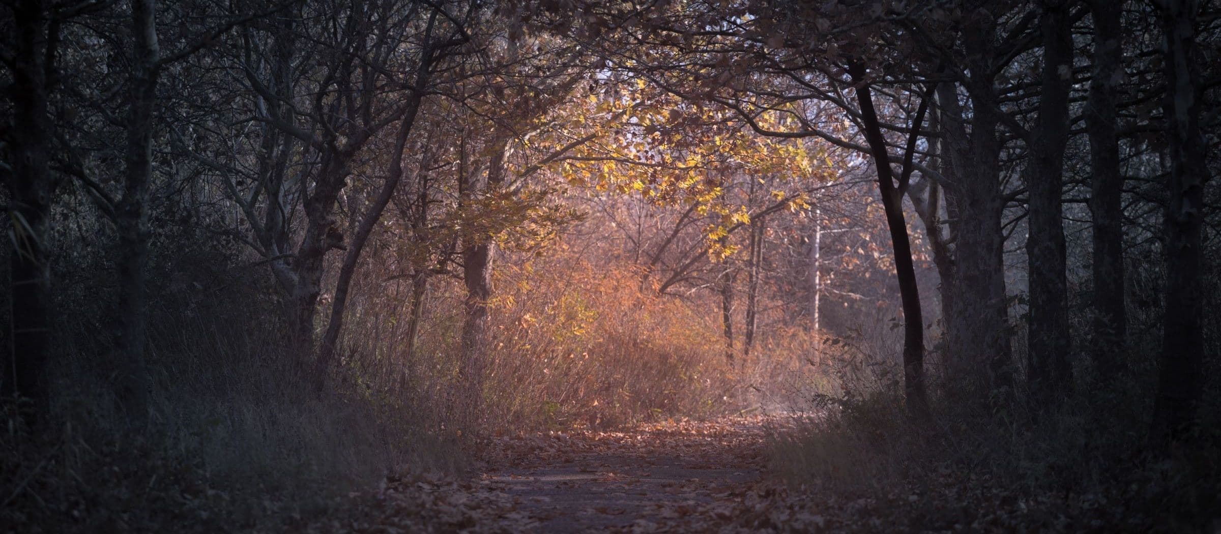 Sunlight breaking through a quiet forest path at dawn